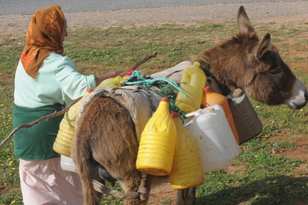 Berber Donkey between home and the spring