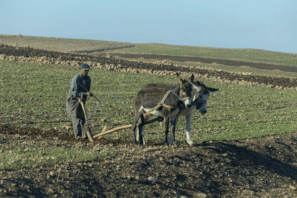 ancient plowing with donkeys in Morocco
