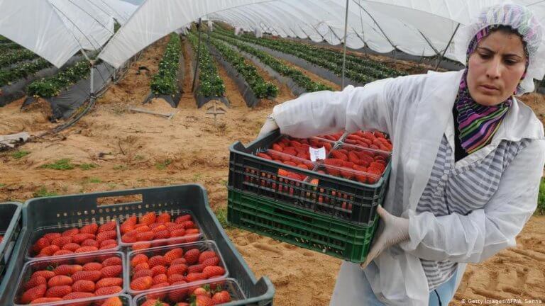 farming in Spain and Morocco